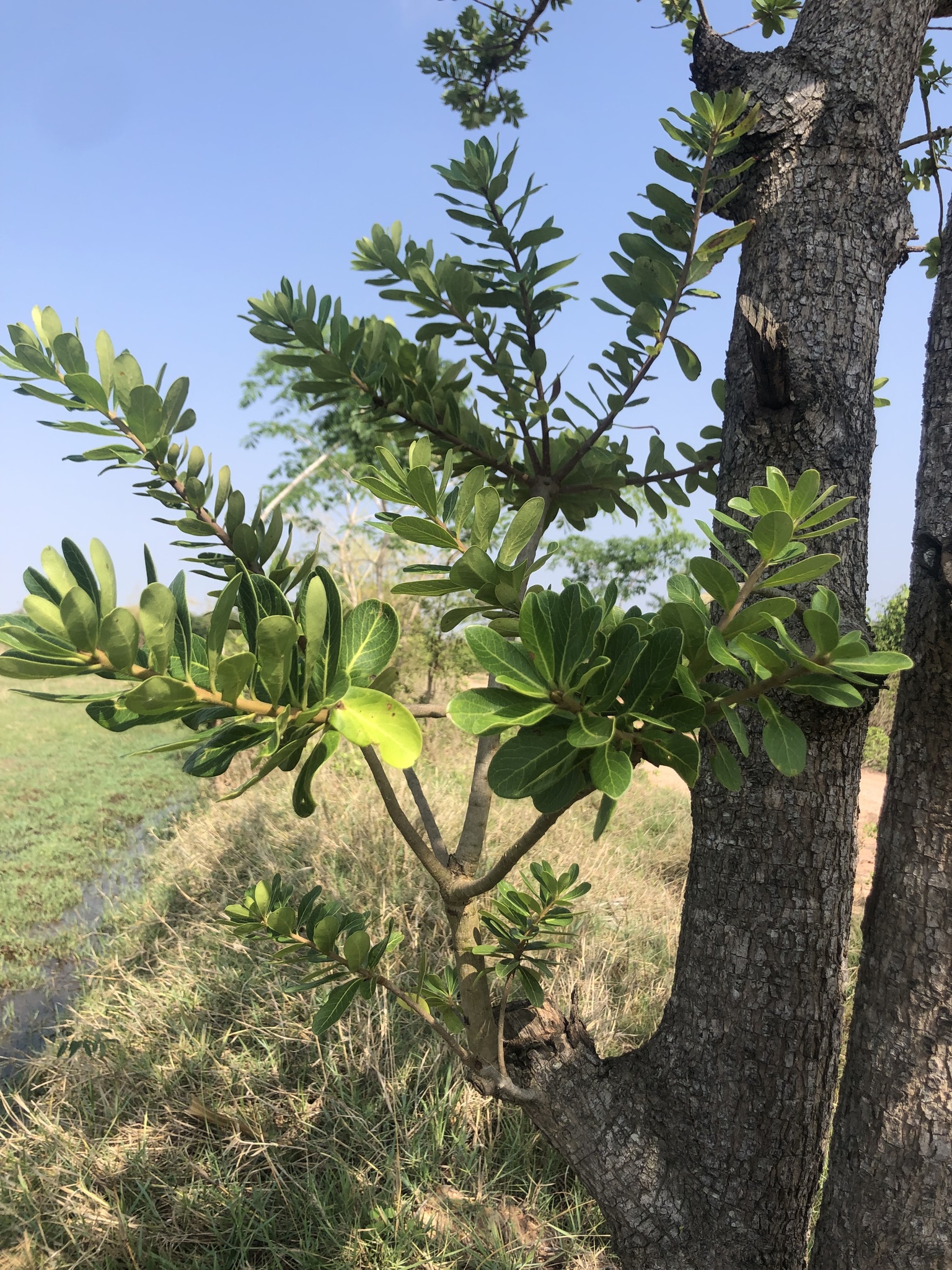 Buchanania siamensis (Bird Mango)