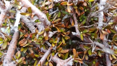 Pittosporum anomalum