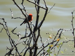 Pyrocephalus rubinus flammeus