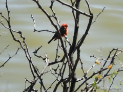 Pyrocephalus rubinus flammeus