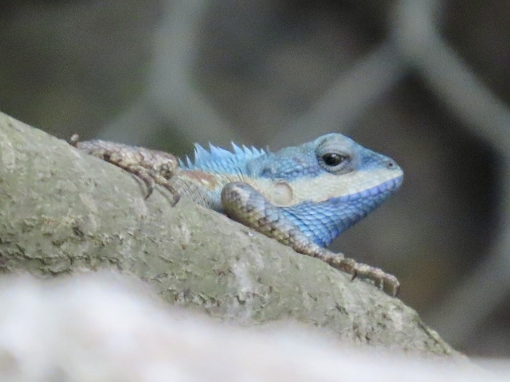 Sagaing Blue Crested Agama