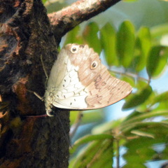 Prepona laertes octavia