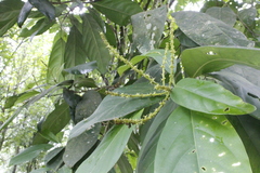 Caryodendron orinocense