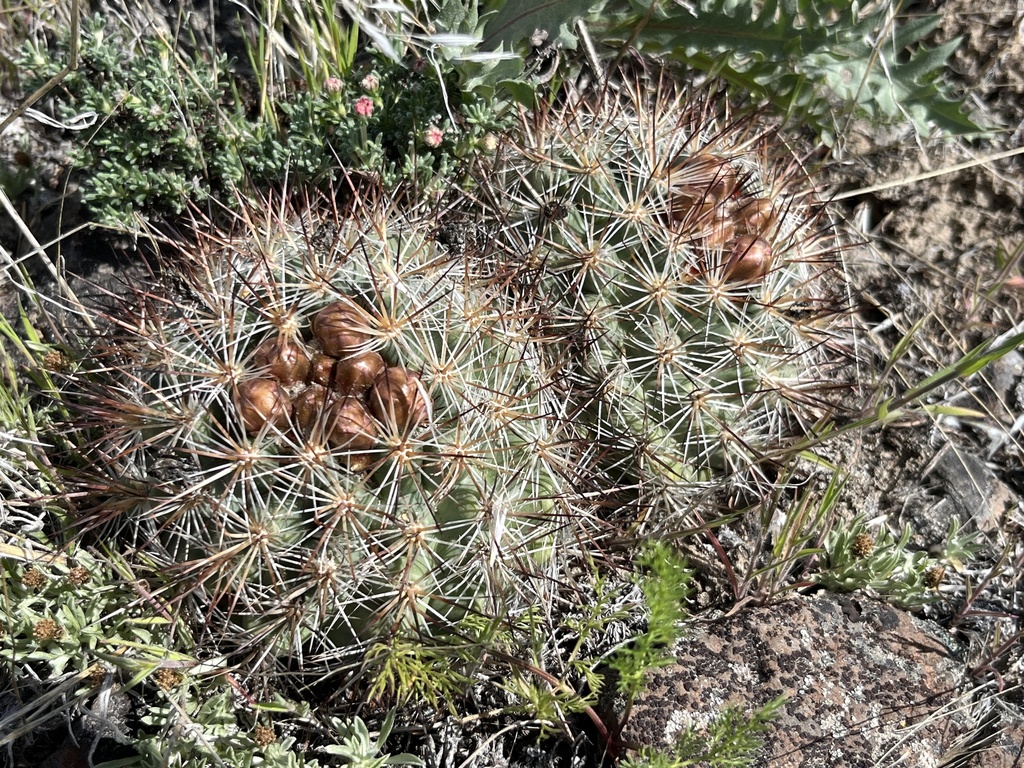 Columbia Plateau Cactus in April 2023 by Remington Jackson · iNaturalist