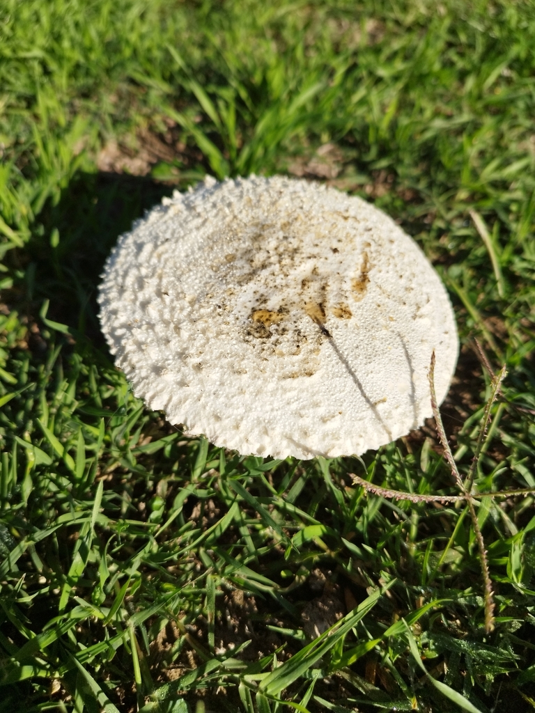 Amanita foetens · April 2023 · photo: © seba_fornes (iNaturalist, cc-by)