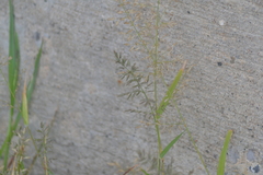 Eragrostis minor