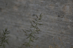 Eragrostis minor