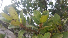Rhamnus pirifolia