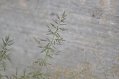 Eragrostis minor