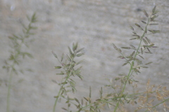 Eragrostis minor