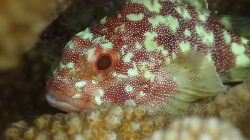 Blauwstip-schorpioenvis (Sebastapistes cyanostigma) — Scorpaenidae — 3