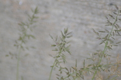 Eragrostis minor