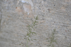 Eragrostis minor