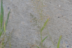 Eragrostis minor