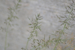 Eragrostis minor