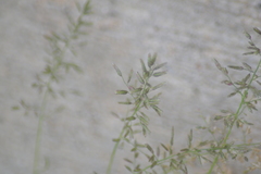 Eragrostis minor