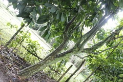 Caryodendron orinocense