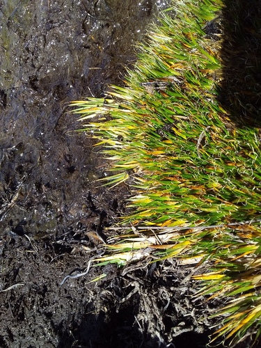 Distichia filamentosa (Distichia filamentosa)