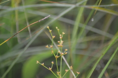 Juncus brachycephalus