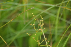 Juncus brachycephalus