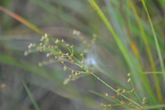 Juncus brachycephalus