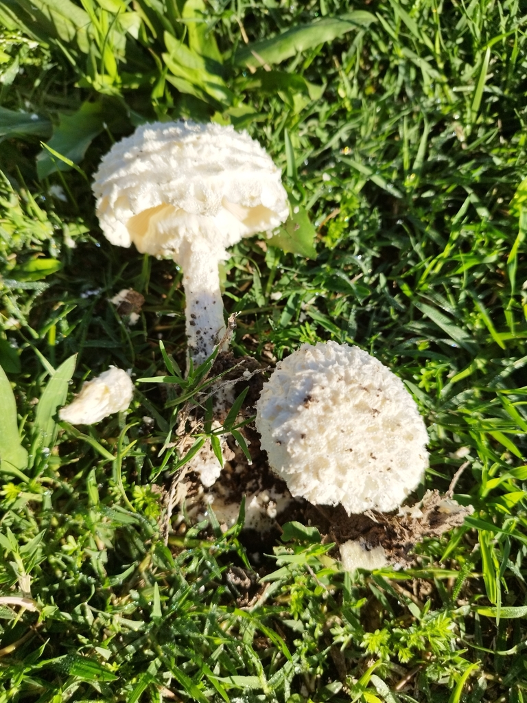 Amanita foetens · April 2023 · photo: © seba_fornes (iNaturalist, cc-by)