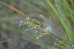 Juncus brachycephalus
