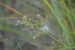 Juncus brachycephalus