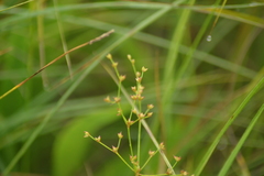 Juncus brachycephalus