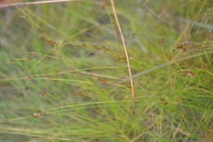 Rhynchospora capillacea