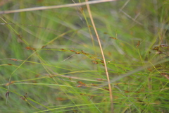 Rhynchospora capillacea