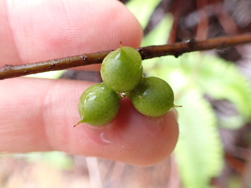 Image of Embelia laeta by (c) W Rao, some rights reserved (CC BY)