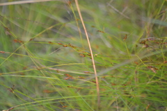 Rhynchospora capillacea