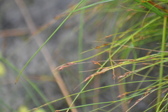 Rhynchospora capillacea