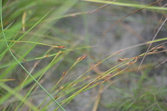 Rhynchospora capillacea