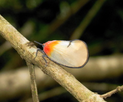 Ityraea electa