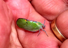 Ityraea electa