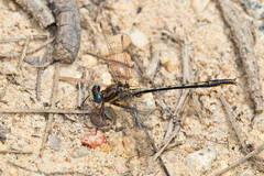 Phanogomphus diminutus