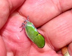 Ityraea electa