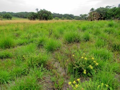 Lasiosiphon anthylloides