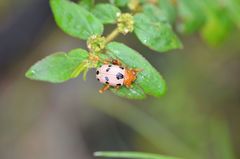 Podontia affinis