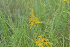 Solidago canadensis canadensis