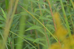 Solidago canadensis canadensis