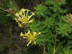 Lasiosiphon anthylloides