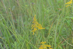 Solidago canadensis canadensis