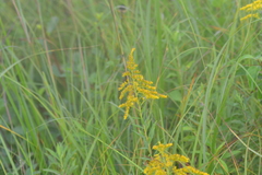 Solidago canadensis canadensis