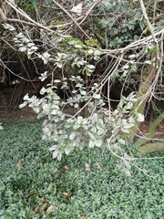 Xylosma spiculifera