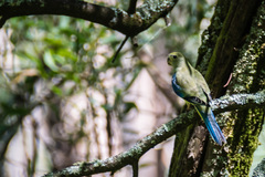 Neophema chrysostoma