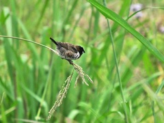 Spermestes cucullata scutata