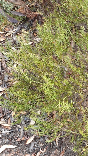 Image of Daviesia devito by (c) Rosalie Lawrence, some rights reserved (CC BY)